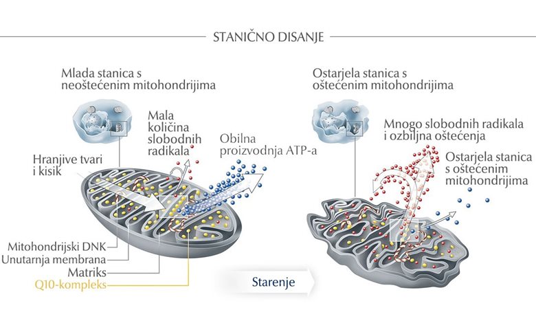 Mlada stanica sa zdravim mitohondrijima u odnosu na zreliju stanicu s oštećenim mitohondrijima